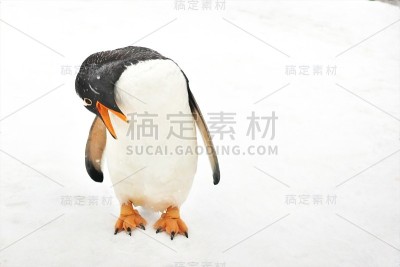 ペンギンのお散歩