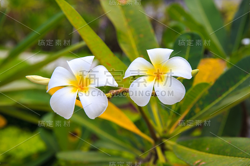 鸡蛋花