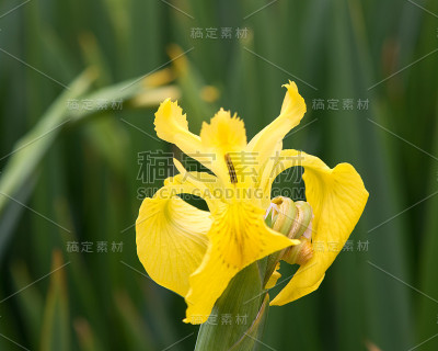 黄色的花