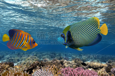 热带鱼。海底世界