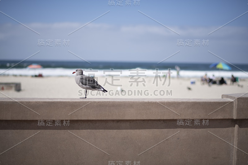 海鸥站在南加州海滩木板路的墙上