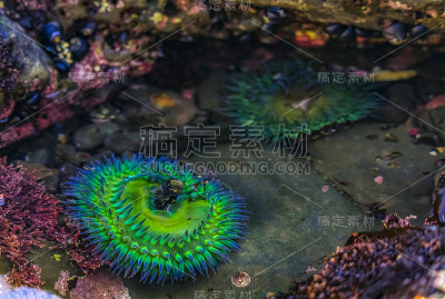 巨大的绿色海葵在菲茨杰拉德海洋保护区的潮汐池，在旧金山南部的海湾地区