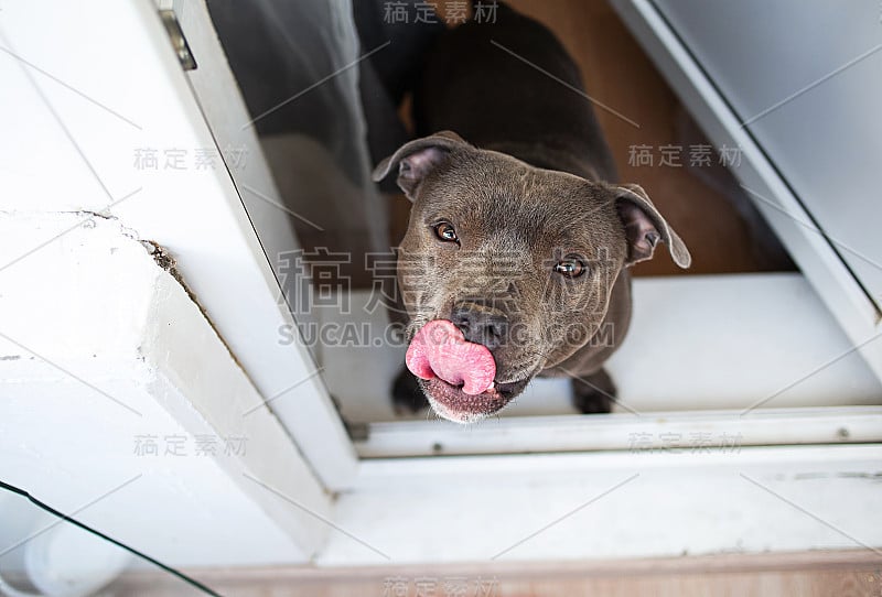 斯塔福德郡梗站在门阶上，抬头看着摄像机