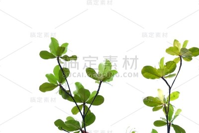 热带高大的树，在白色孤立的背景上有叶子和树枝
