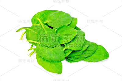 新鲜菠菜