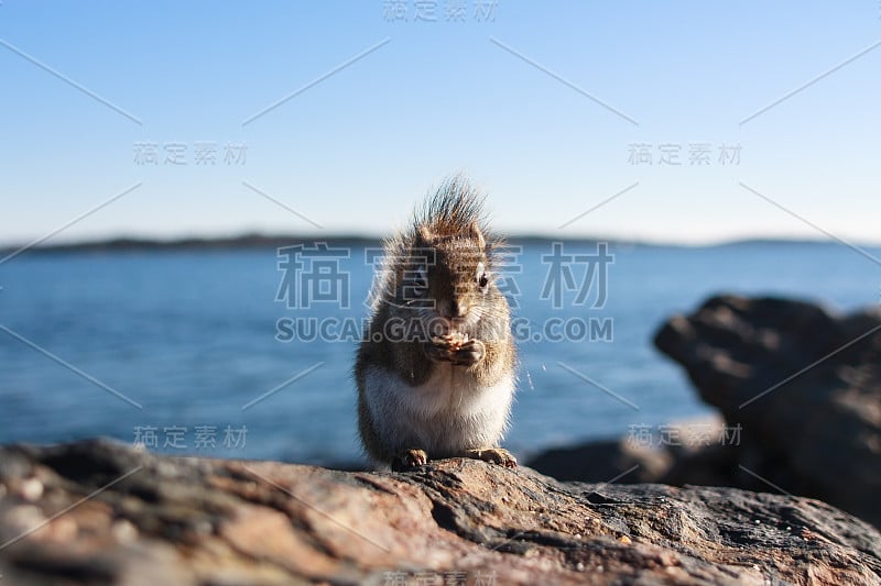 松鼠的肖像在岩石，海边，蓝天和大海的背景