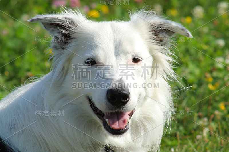 边境牧羊犬