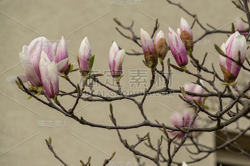 春树开花——木兰花开在树上。