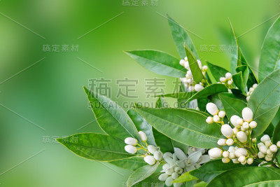 春天的橙色花朵、嫩芽和绿叶模糊了花园的背景