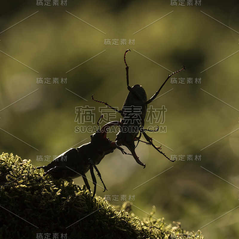 牡鹿，金龟子，金龟子，鹿茸，橡树，森林