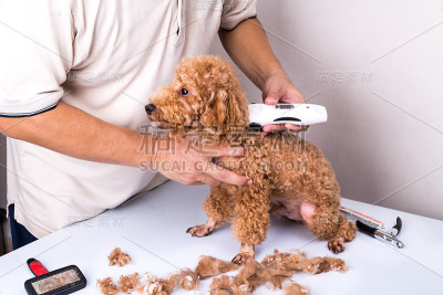 美容师用理发剪为贵宾犬梳理毛发