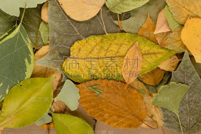 伪装颜色的干燥树叶或森林地面