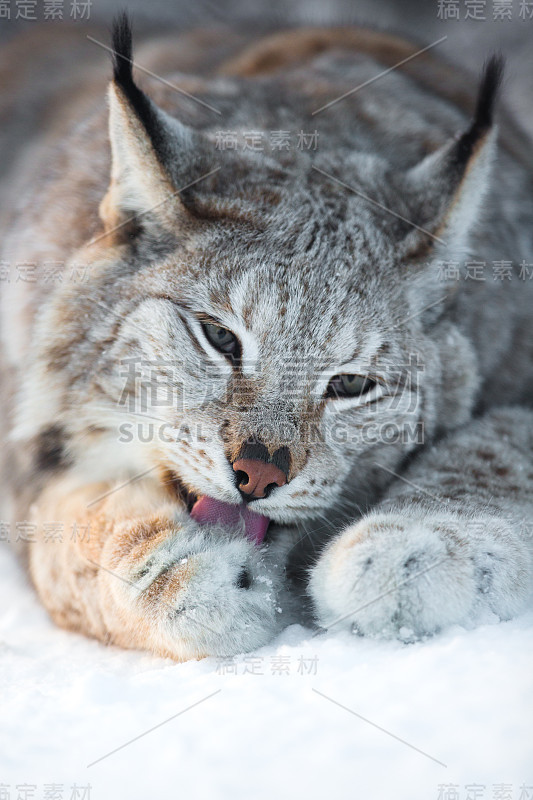 山猫在雪地里清理爪子