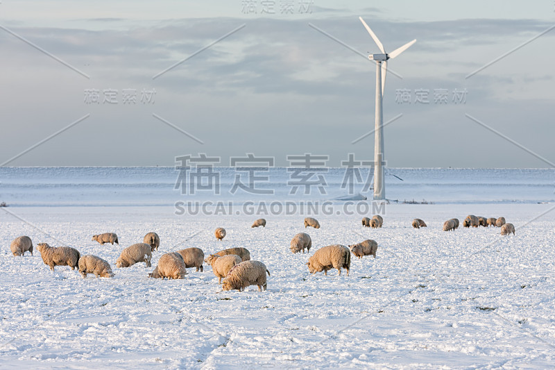 荷兰风景与风力发电机和绵羊在雪覆盖的草地