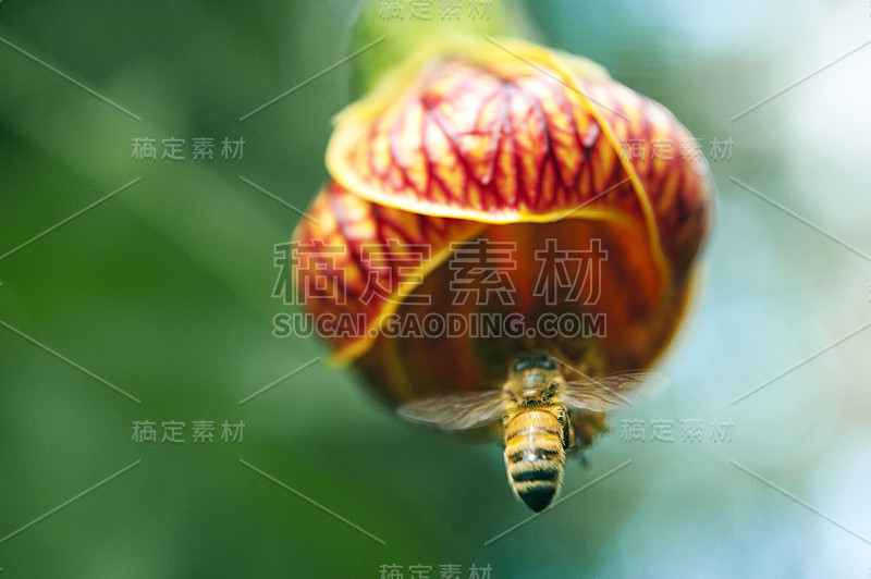 蜜蜂采集花灯花粉