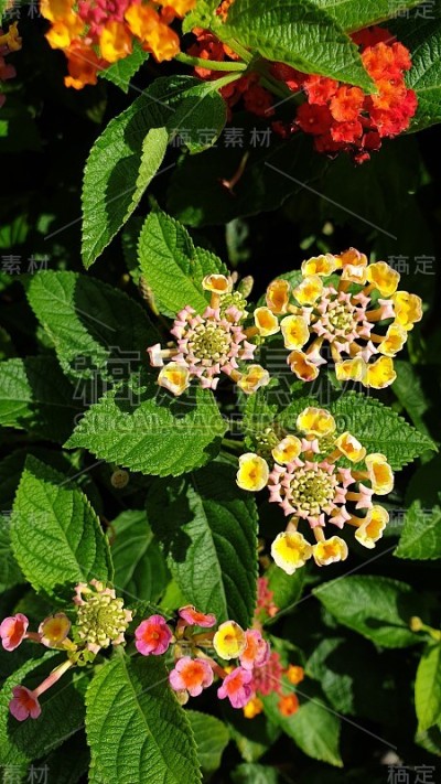 樱花在句容东部