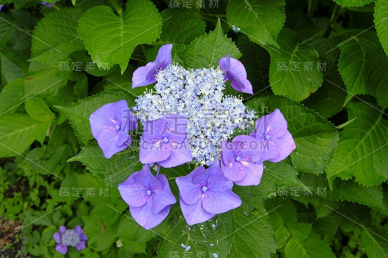 绣球花，Ukyo Ward，日本京都