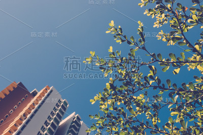 树筑蓝天。