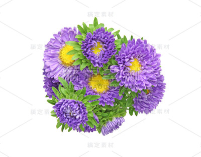 白色背景中的紫菀花束