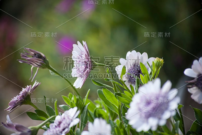 不同种类的花在春天飞行的蜜蜂