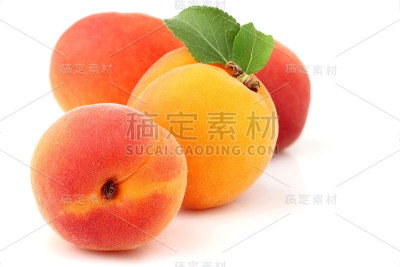 杏子果实，叶孤立在白色上。