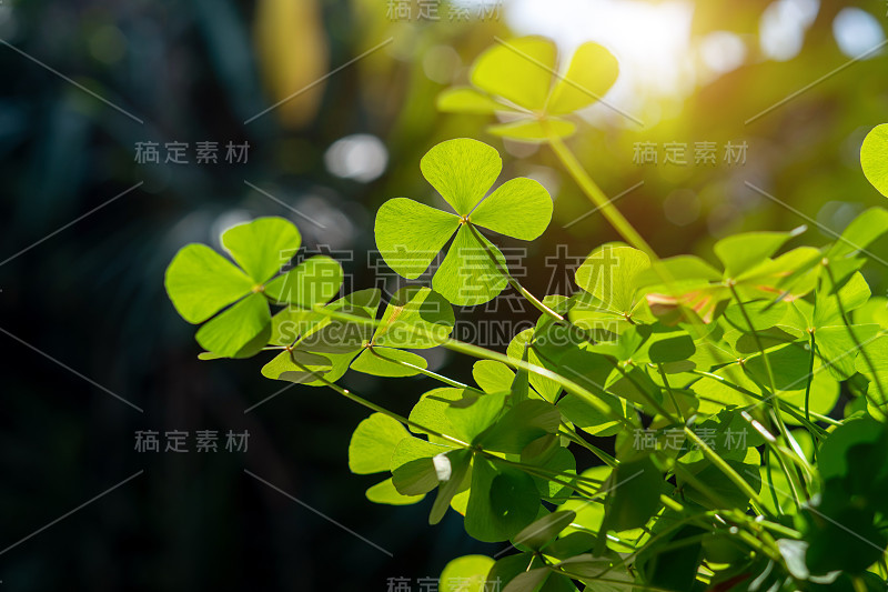 三叶草在镜头光晕背景和圣帕特里克节的背景