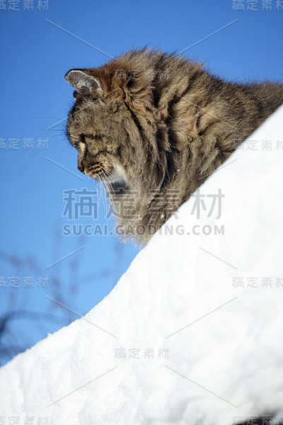 好奇的西伯利亚猫从斜雪屋顶往左看