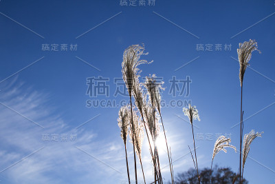 自然