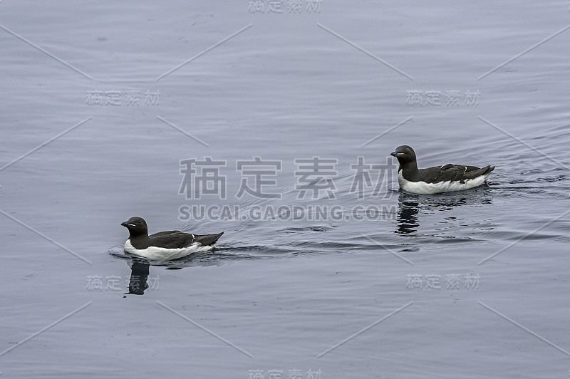 厚嘴海鸦或Brünnich海鸠(Uria lomvia)是海雀科(海雀科)的一种鸟类。在斯瓦尔巴群岛