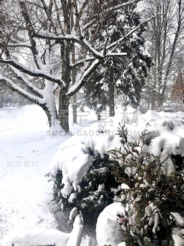 多伦多降雪之后