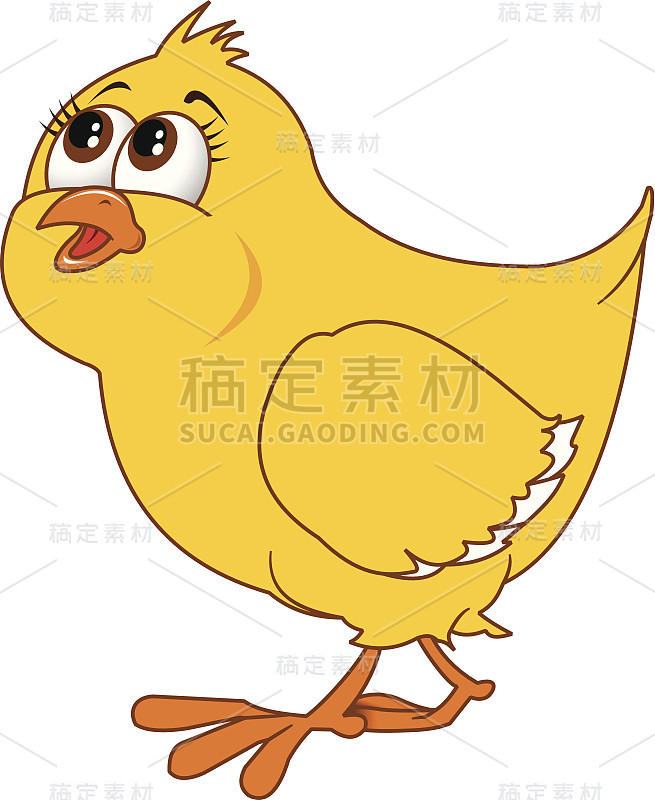 小鸡