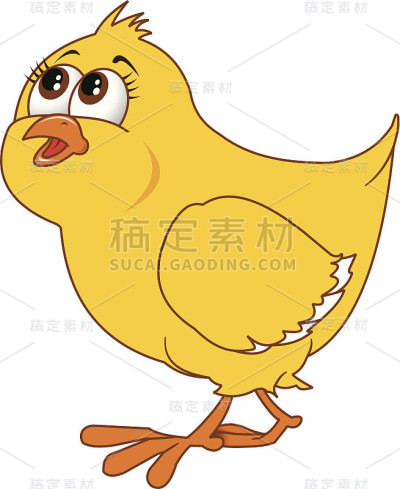 小鸡