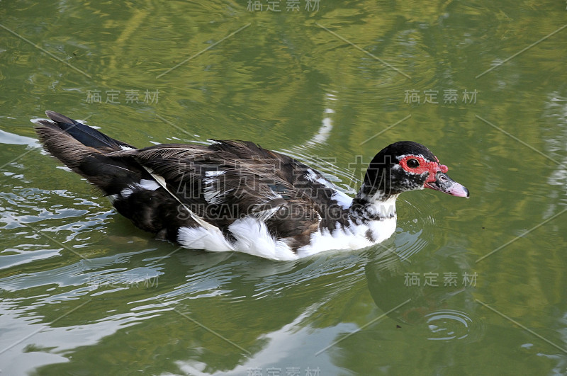 湖上的鸭子