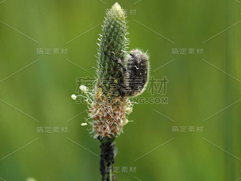 绿色车前花上的昆虫