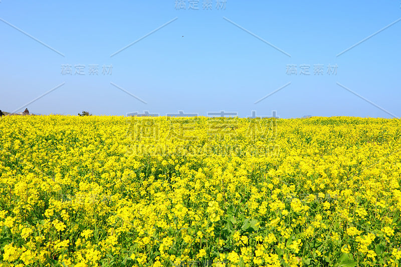 油菜花花朵,春天,