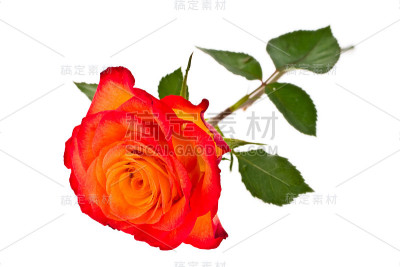 玫瑰