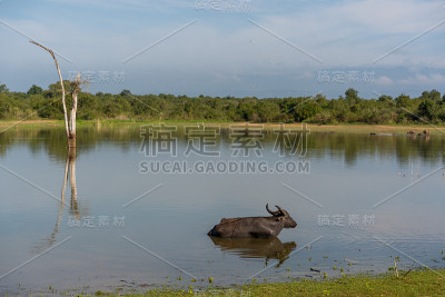 一只水牛在udawalawe国家公园湖中洗澡