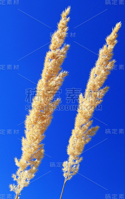 字段