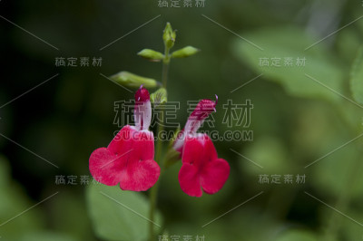 樱桃圣人