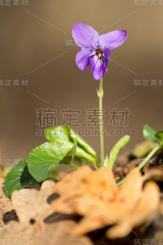 木紫罗兰(Viola odorata)或甜紫罗兰，英国紫罗兰，原产于欧洲的普通或花园紫罗兰，多年生草