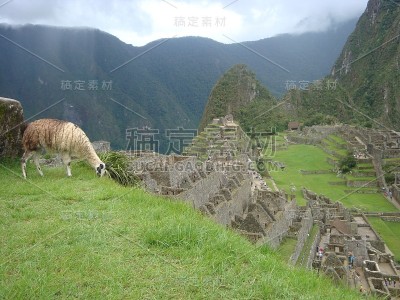 火焰,动物