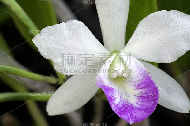 特写-宏观的兰花香蒲。