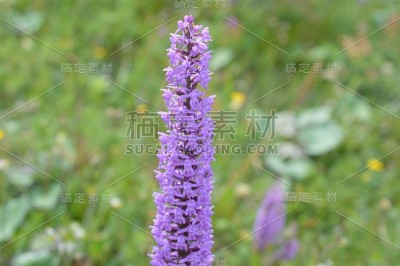 美丽的花