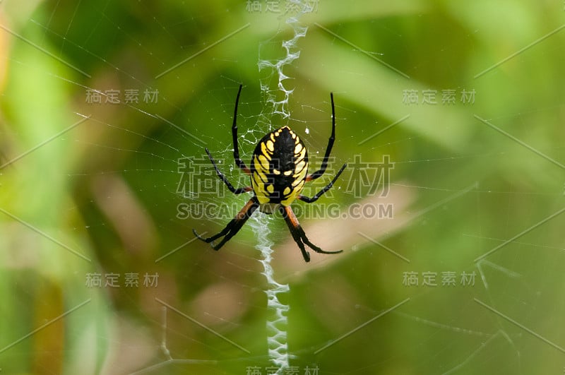 黑黄相间的Agriope Spider