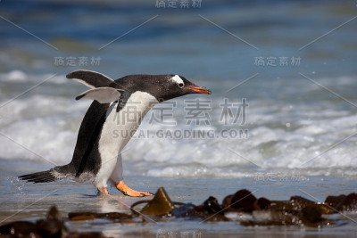 巴布亚企鹅