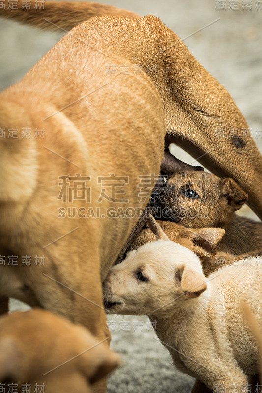 小狗。