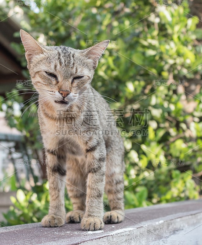 猫灰色，可怜的眼神