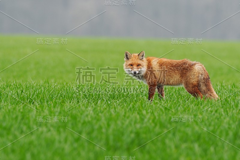 草原上的狐狸