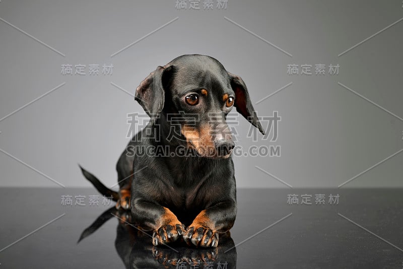 这是一只可爱的腊肠犬