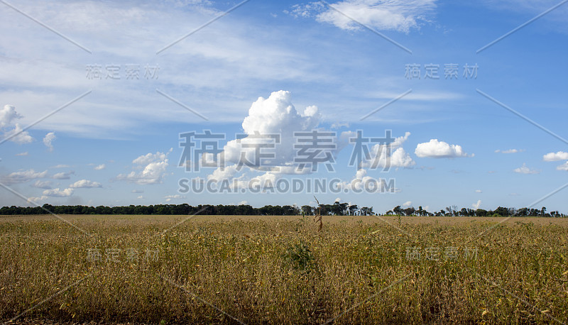大豆种植园